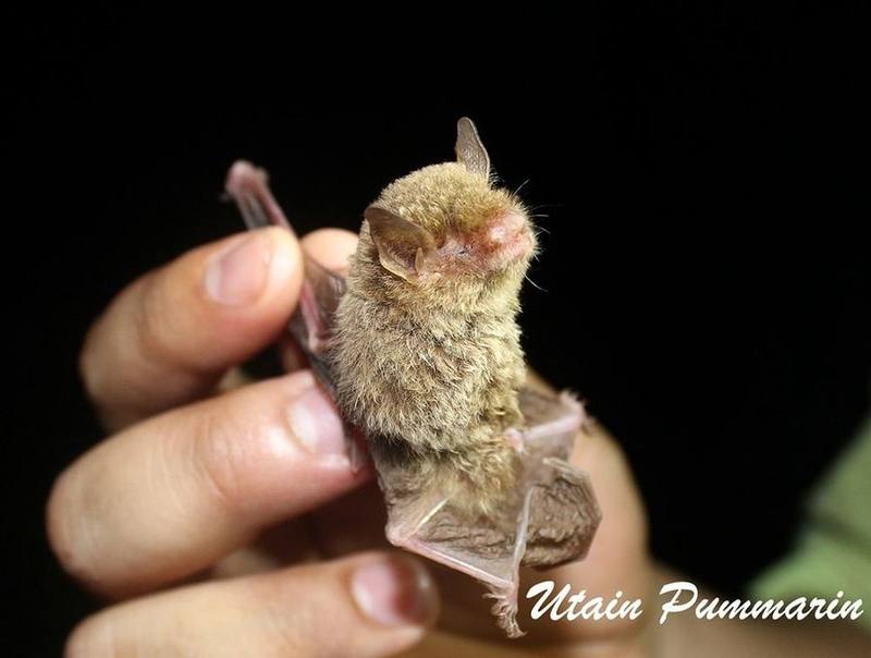 Thick-thumbed Myotis