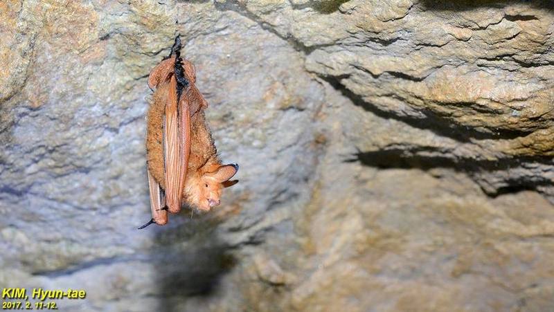 Reddish-black Myotis