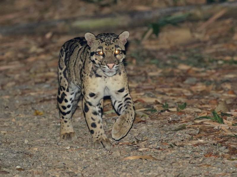 Mainland Clouded Leopard
