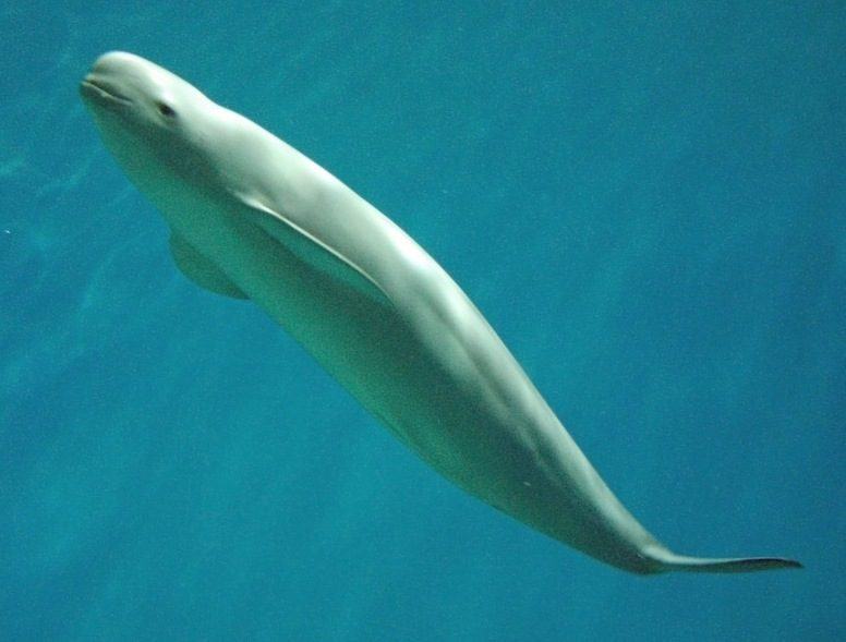 Indo-Pacific Finless Porpoise