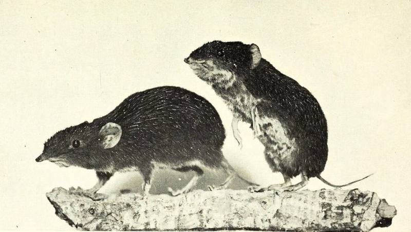 Shrew Gymnure