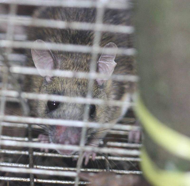 Bukit White-bellied Rat