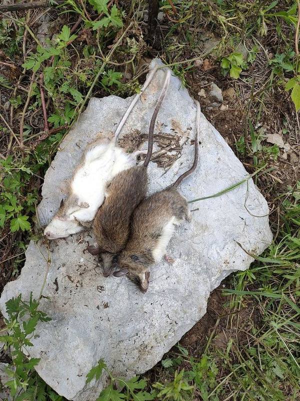 Confucian White-bellied Rat