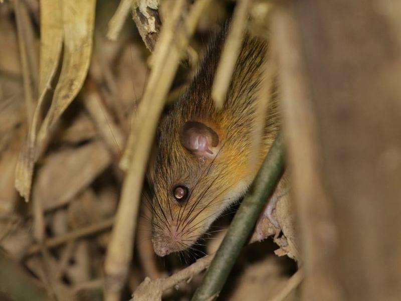 Indochinese White-bellied Rat