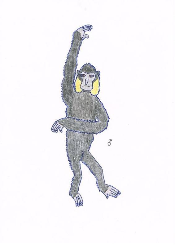Northern Yellow-cheeked Crested Gibbon