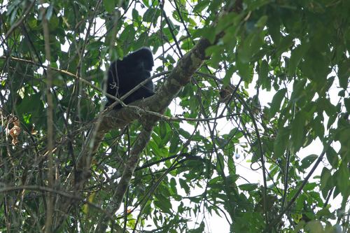 Western Black Crested Gibbon