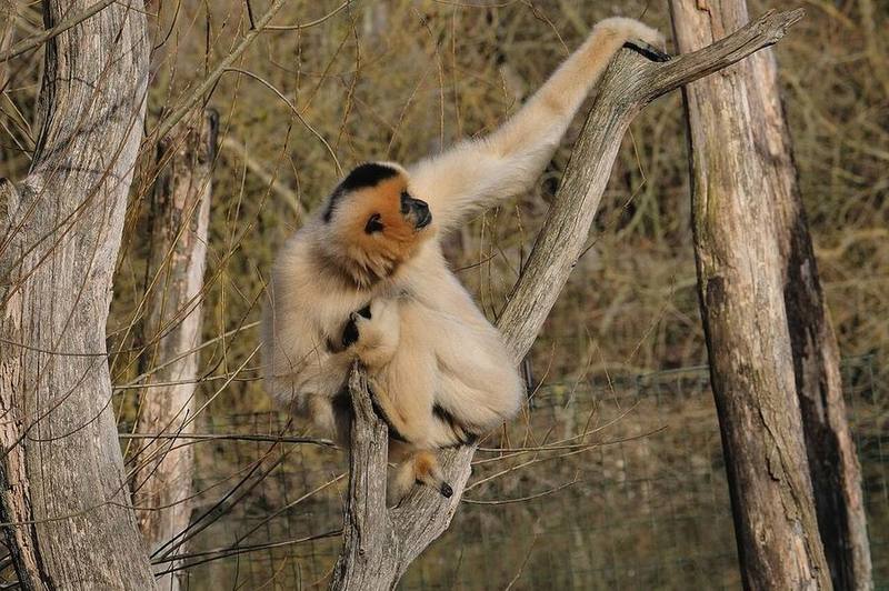 Southern Yellow-cheeked Crested Gibbon
