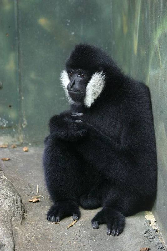 Northern White-cheeked Crested Gibbon