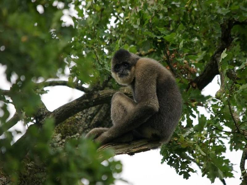 Southern White-cheeked Crested Gibbon