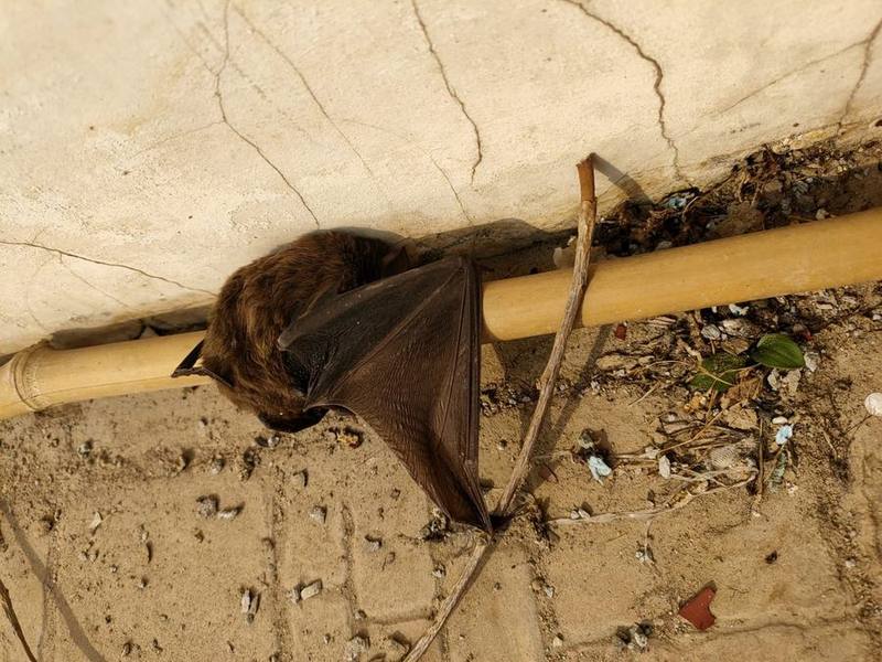 Chinese Noctule