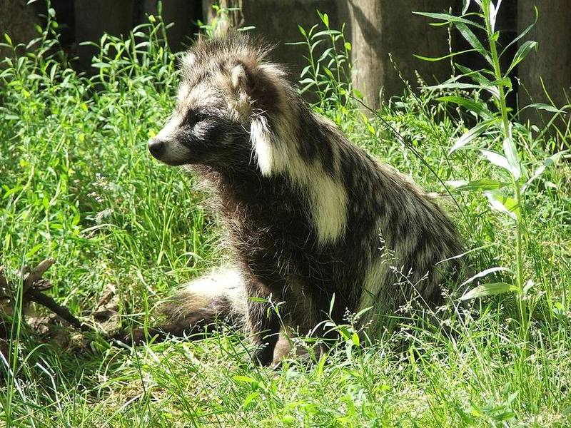 Common Raccoon Dog