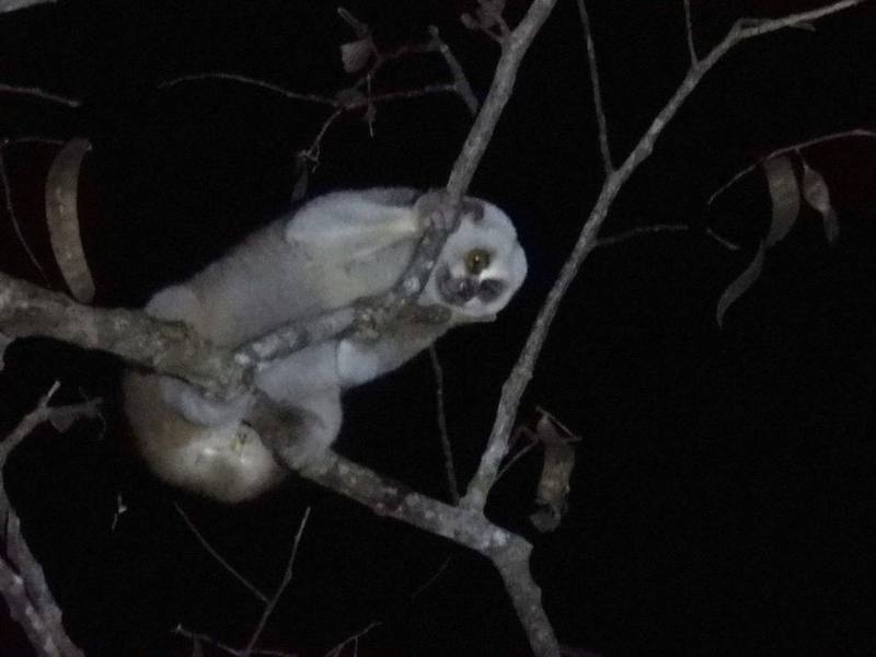 Bengal Slow Loris