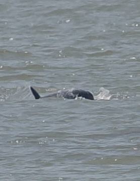 Irrawaddy Dolphin