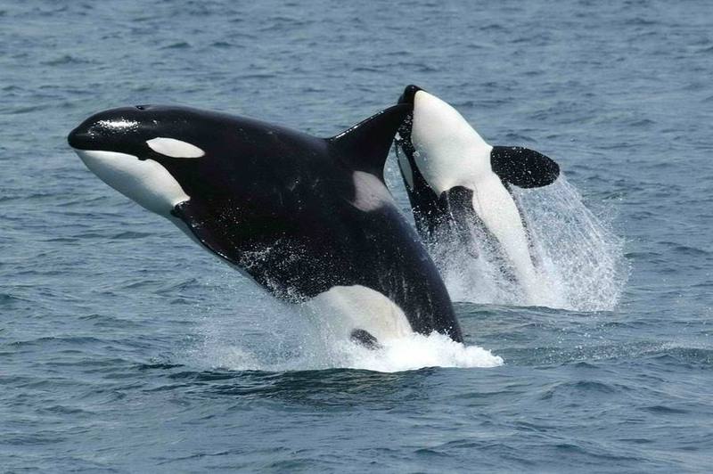 Common Killer Whale