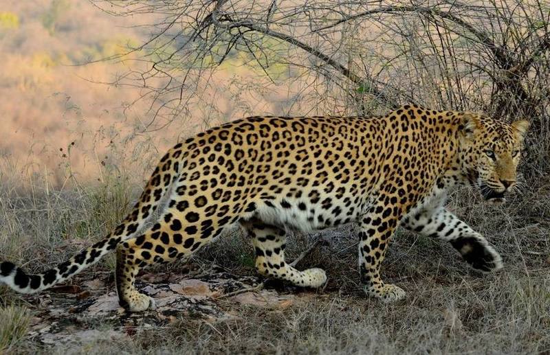 Leopard