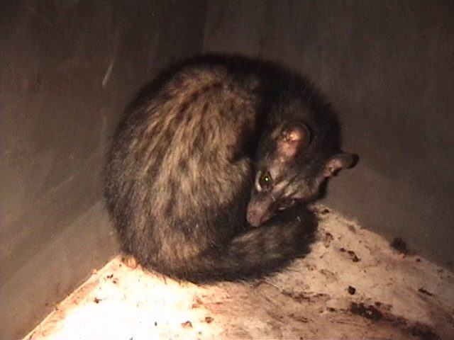 Northern Palm Civet