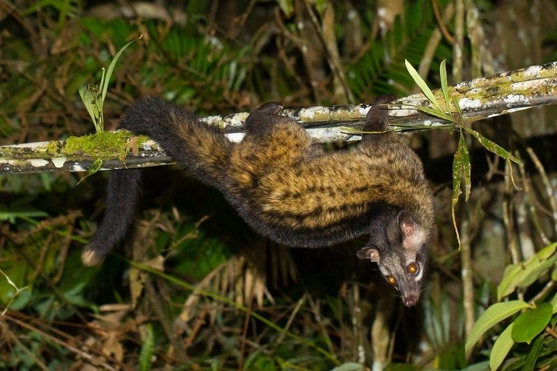 Southern Palm Civet