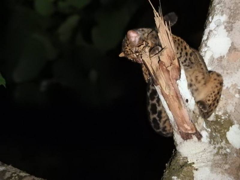 Marbled Cat