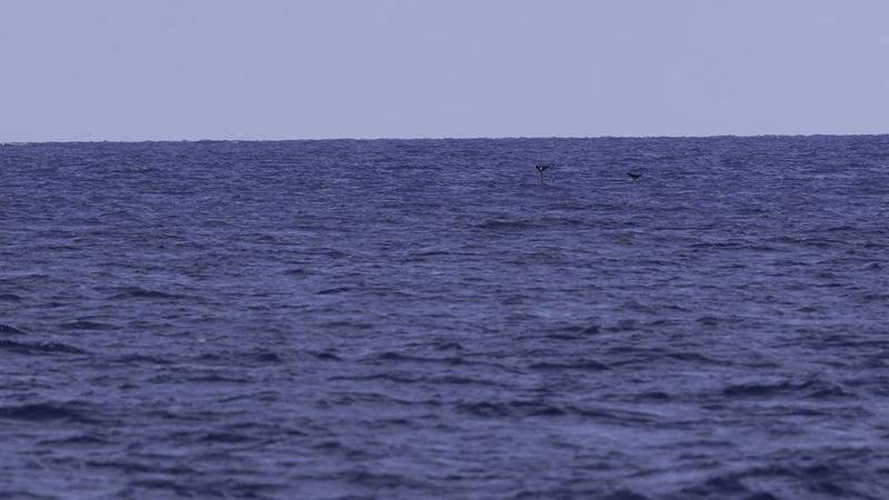 Melon-headed Whale