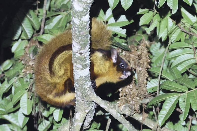 Bhutan Giant Flying Squirrel