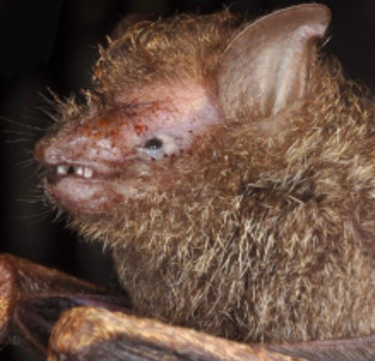 Peters's Trumpet-eared Bat