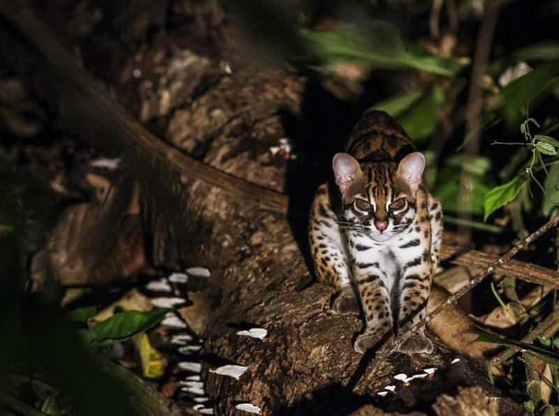 Mainland Leopard Cat