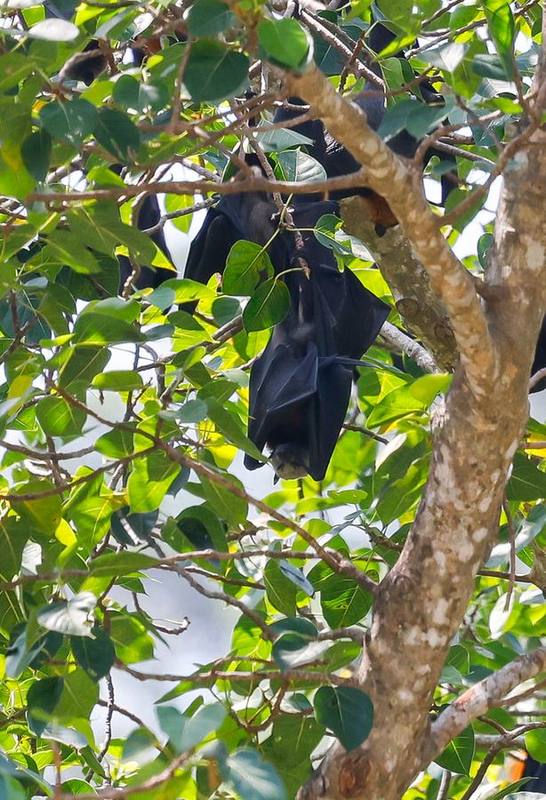 Island Flying Fox