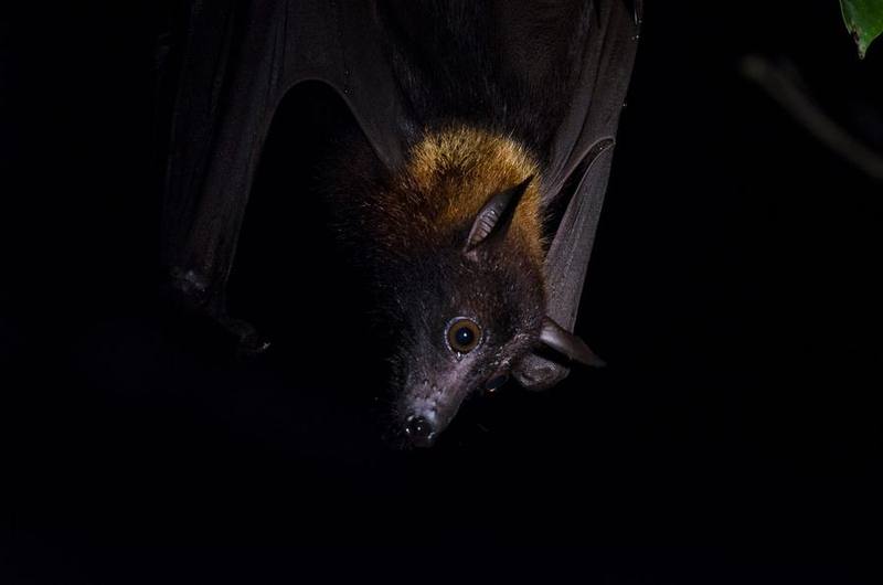 Large Flying Fox
