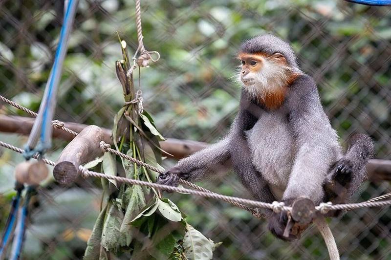 Gray-shanked Douc