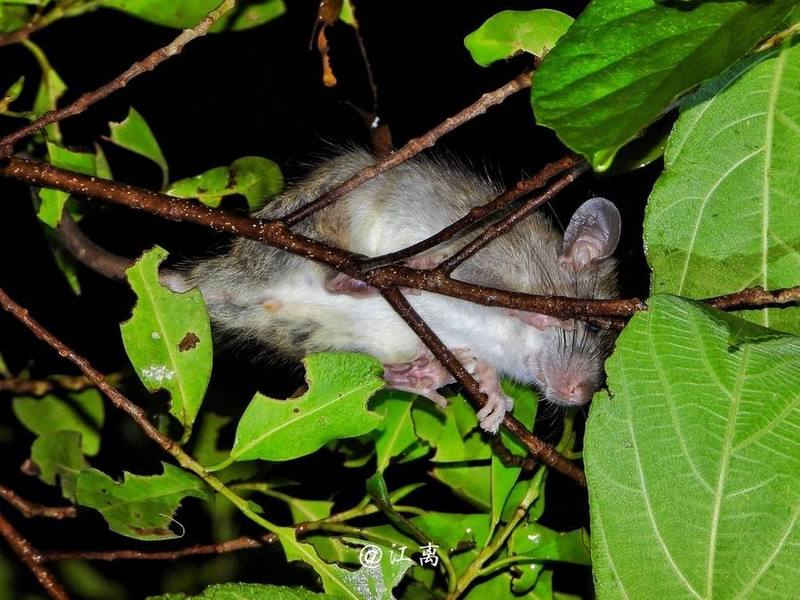 Indochinese Forest Rat