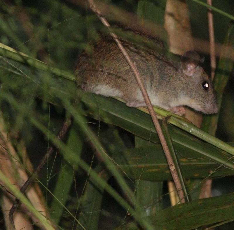 Ricefield Rat
