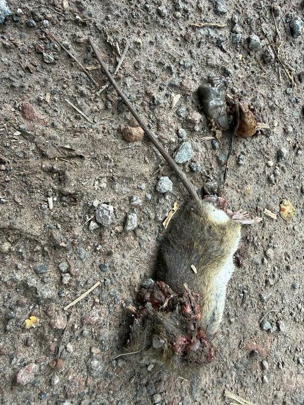 Pacific Rat