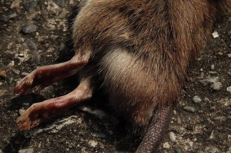 Losea Rat
