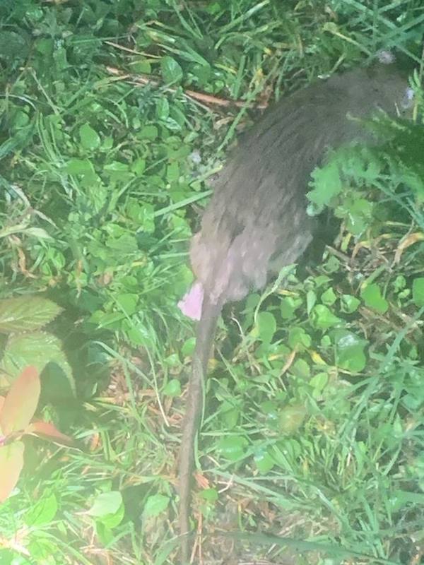 Brown Rat