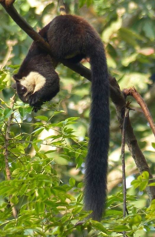 Southern Black Giant Squirrel