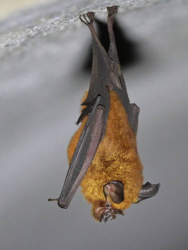 Acuminate Horseshoe Bat