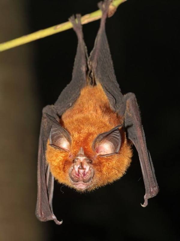 Intermediate Horseshoe Bat