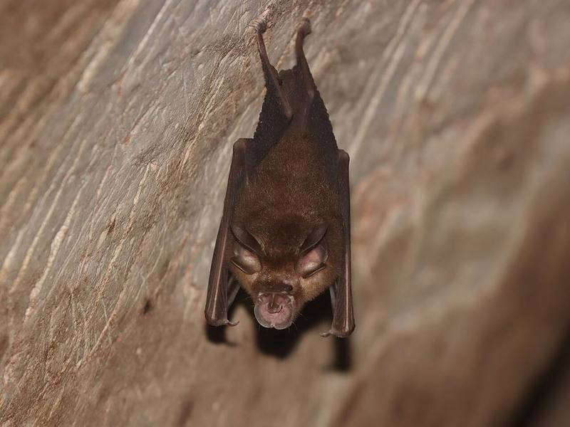 Malayan Horseshoe Bat