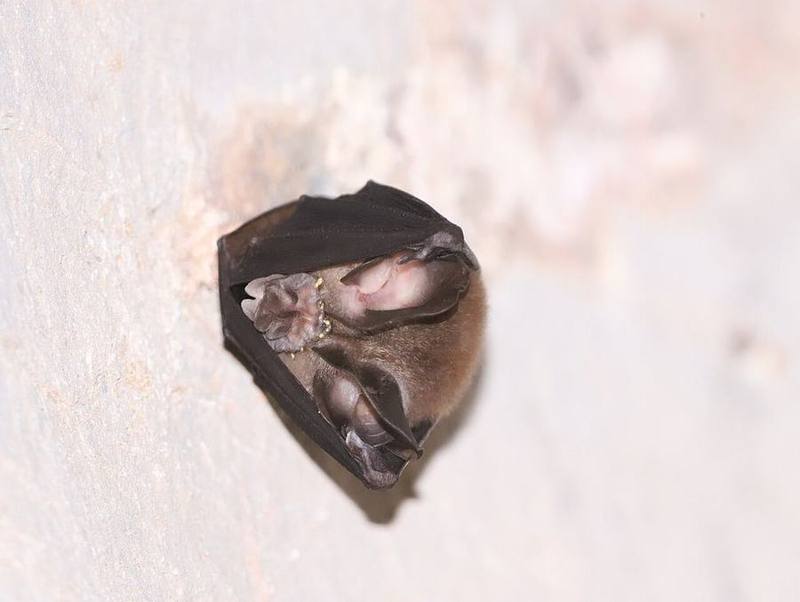 King Horseshoe Bat