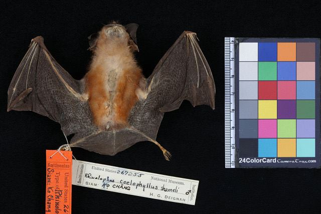 Shamel's Horseshoe Bat
