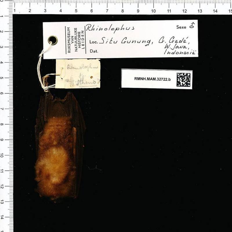 Lesser Brown Horseshoe Bat