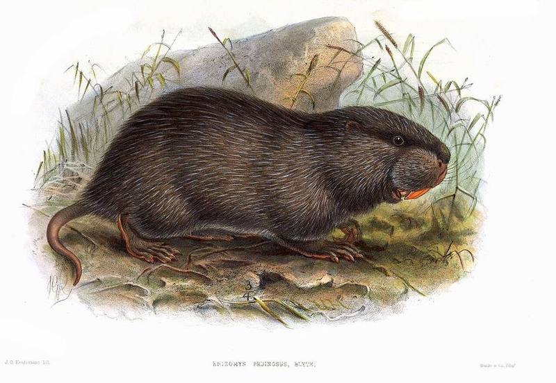 Hoary Bamboo Rat