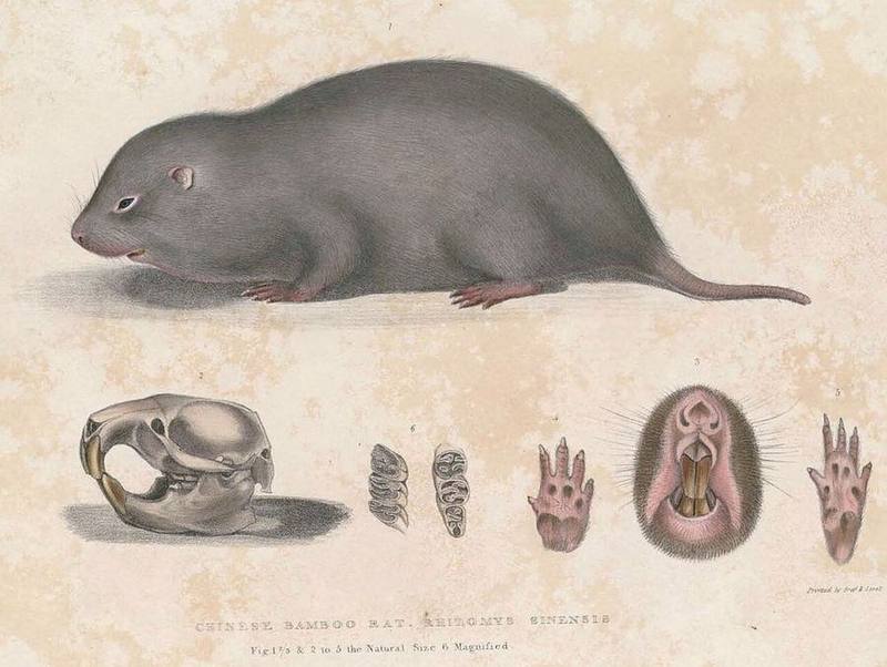 Chinese Bamboo Rat