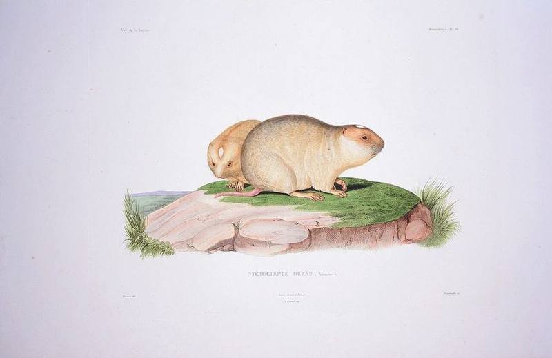Indomalayan Bamboo Rat