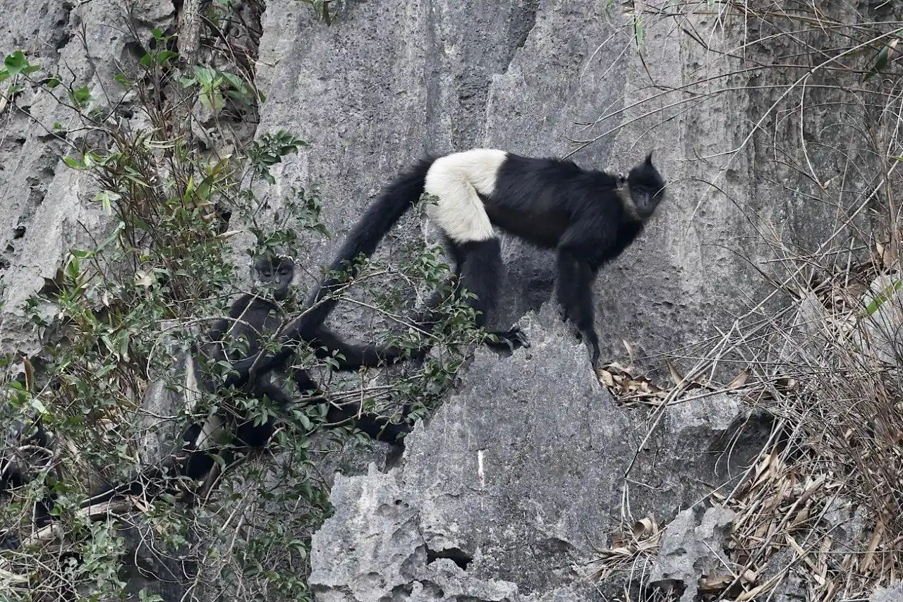 Delacour's Langur