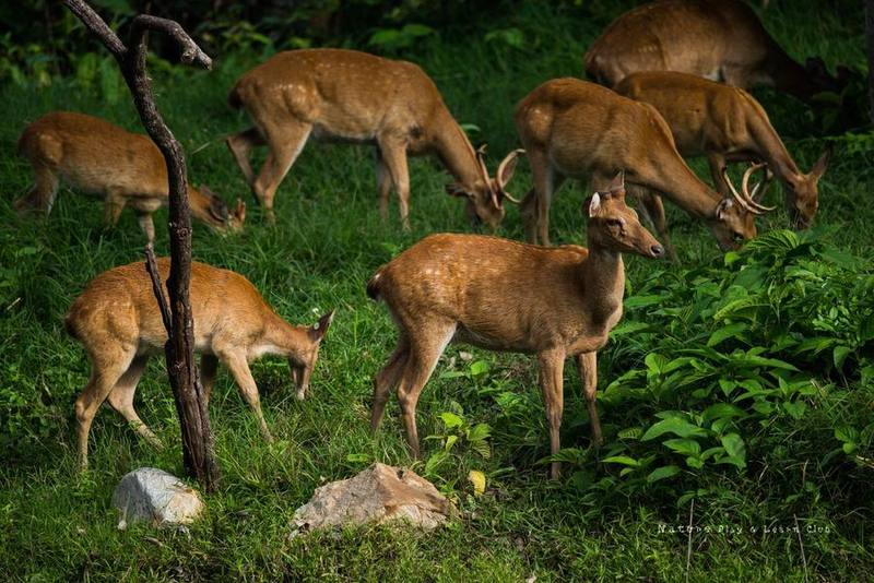 Brow-antlered Deer