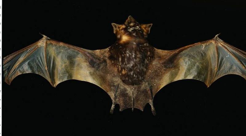 Bare-rumped Sheath-tailed Bat
