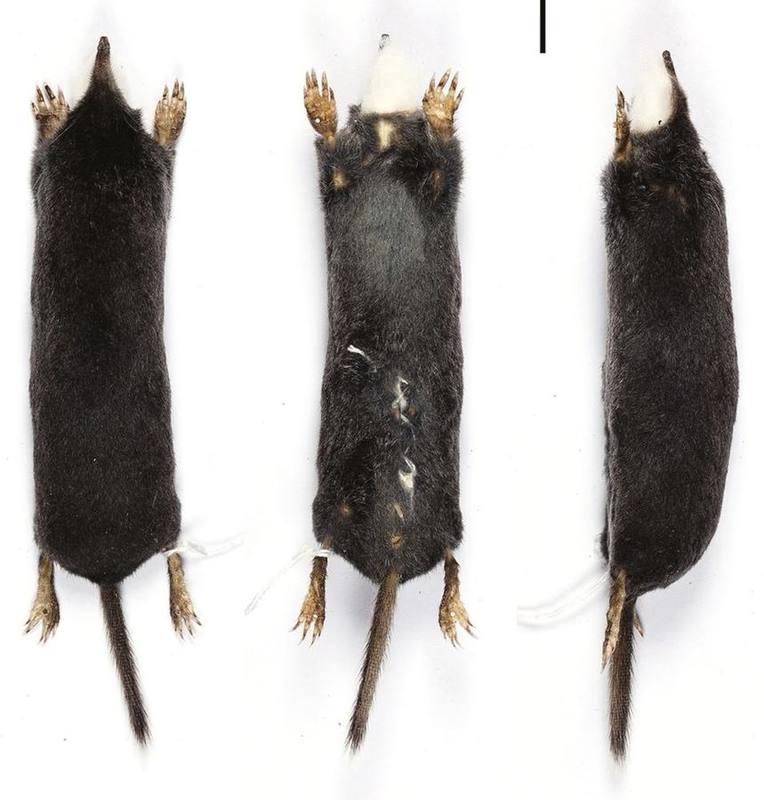 Southern Long-tailed Mole