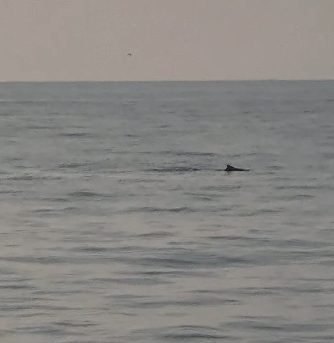Indo-Pacific Humpback Dolphin