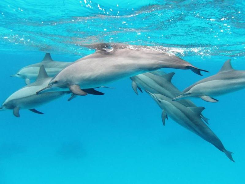 Spinner Dolphin